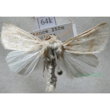 Luperina rubella (Duponchel, 1835) France64k